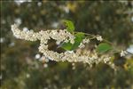 Fallopia baldschuanica (Regel) Holub