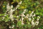 Fallopia baldschuanica (Regel) Holub