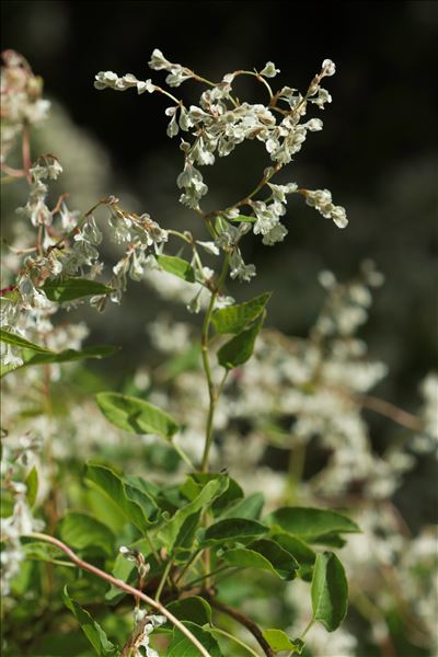 Fallopia baldschuanica (Regel) Holub