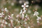 Oenothera lindheimeri (Engelm. & A.Gray) W.L.Wagner & Hoch