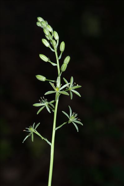 Loncomelos pyrenaicus (L.) Hrouda subsp. pyrenaicus