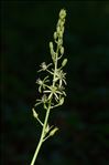 Loncomelos pyrenaicus (L.) Hrouda subsp. pyrenaicus