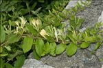 Lonicera japonica Thunb.