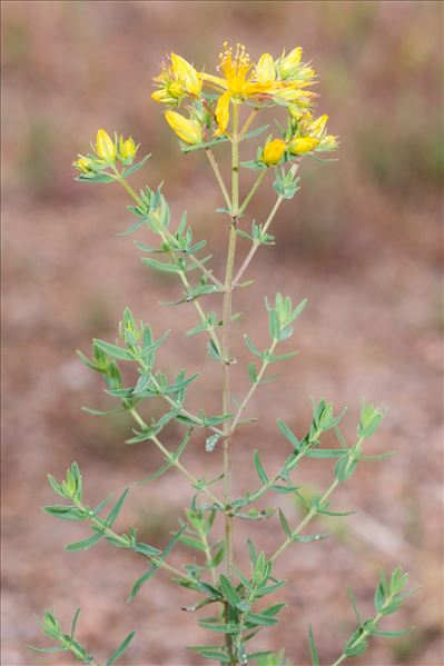 Hypericum perforatum var. angustifolium DC.