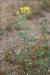 Hypericum perforatum var. angustifolium DC.