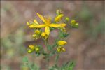 Hypericum perforatum var. angustifolium DC.