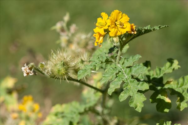 Solanum rostratum Dunal