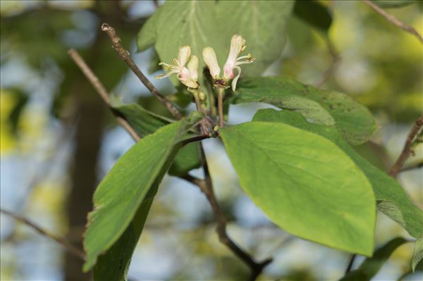 Lonicera xylosteum L.