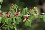 Lonicera xylosteum L.