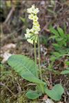 Primula elatior (L.) Hill subsp. elatior