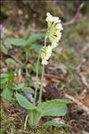 Primula elatior (L.) Hill subsp. elatior
