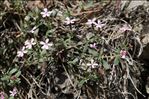 Saponaria ocymoides subsp. alsinoides (Viv.) Arcang.
