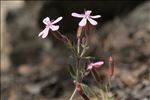 Saponaria ocymoides subsp. alsinoides (Viv.) Arcang.