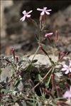 Saponaria ocymoides subsp. alsinoides (Viv.) Arcang.