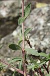 Saponaria ocymoides subsp. alsinoides (Viv.) Arcang.