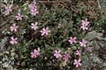 Saponaria ocymoides subsp. alsinoides (Viv.) Arcang.