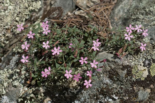 Saponaria ocymoides subsp. alsinoides (Viv.) Arcang.