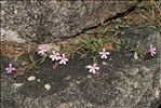 Saponaria ocymoides subsp. alsinoides (Viv.) Arcang.