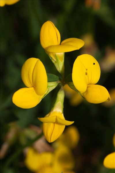 Lotus corniculatus subsp. delortii (Timb.-Lagr. ex F.W.Schultz) Nyman
