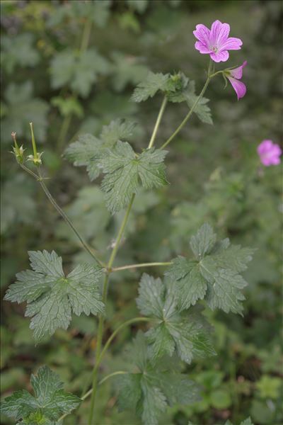 Geranium ×oxonianum Yeo