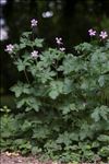 Geranium x oxonianum Yeo