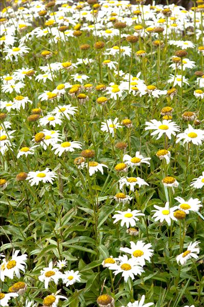 Leucanthemella serotina (L.) Tzvelev