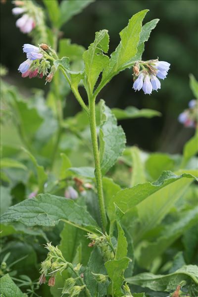 Symphytum ×uplandicum Nyman