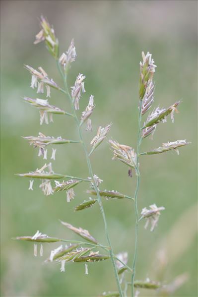 Festuca glauca Vill.