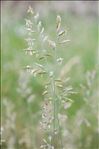 Festuca glauca Vill.