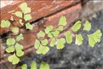Adiantum raddianum C.Presl