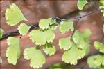 Adiantum raddianum C.Presl