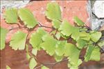 Adiantum raddianum C.Presl