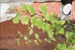 Adiantum raddianum C.Presl