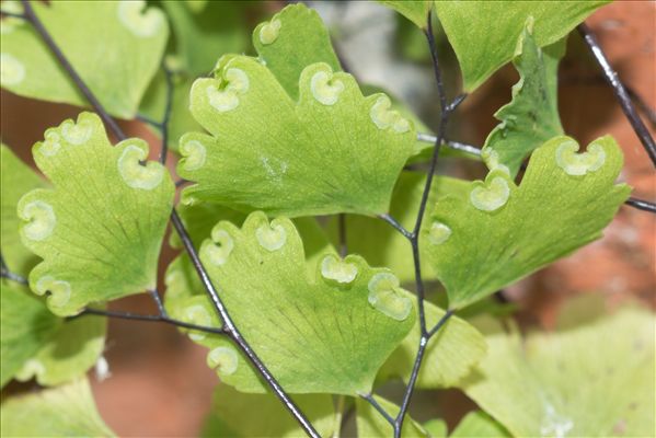 Adiantum raddianum C.Presl