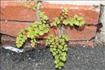 Adiantum raddianum C.Presl