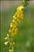 Agrimonia eupatoria L. subsp. eupatoria
