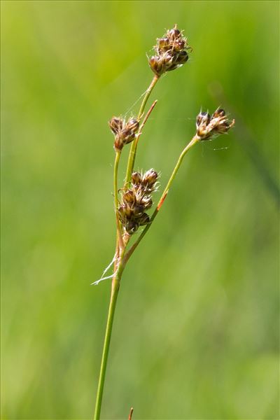 Luzula forsteri (Sm.) DC. subsp. forsteri