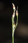 Luzula forsteri (Sm.) DC. subsp. forsteri