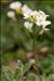 Arabis caucasica Willd. ex Schltdl.