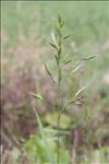 Bromus commutatus Schrad.