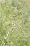 Bromus commutatus Schrad.