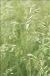 Bromus commutatus Schrad. subsp. commutatus