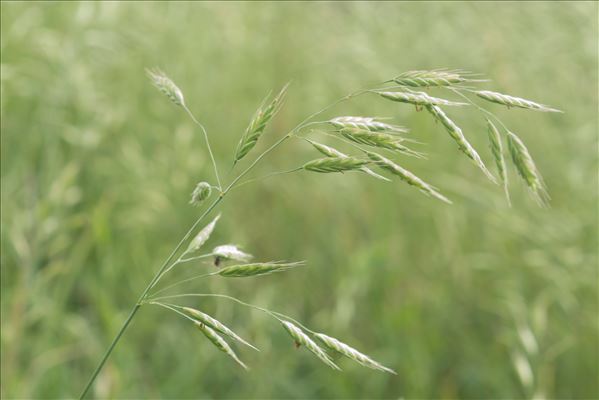 Bromus commutatus Schrad. subsp. commutatus