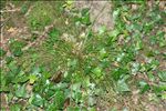 Luzula multiflora (Ehrh.) Lej. subsp. multiflora