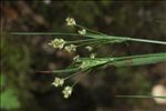 Luzula multiflora (Ehrh.) Lej. subsp. multiflora