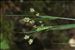Luzula multiflora (Ehrh.) Lej. subsp. multiflora
