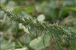 Artemisia biennis Willd.