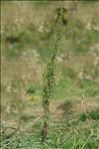 Artemisia biennis Willd.