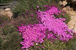 Delosperma cooperi (Hook.f.) L.Bolus