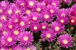 Delosperma cooperi (Hook.f.) L.Bolus